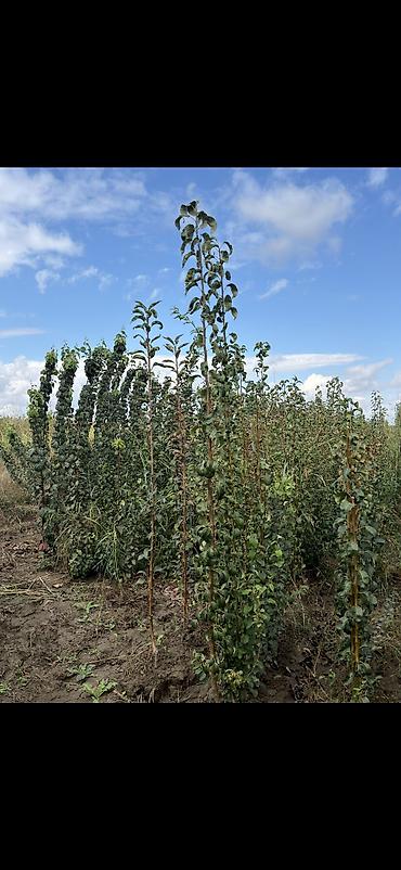 Ağaclar: 🌳 Meyvə ağacları və tinglər satılır! Alma Ərik, şaftalı Alça, gilas -da lalafo.az — 14 Ağaclar: 🌳 Meyvə ağacları və tinglər satılır! Alma Ərik, şaftalı Alça, gilas — 14