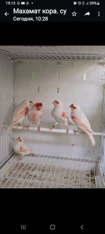 животные в зоомагазине: Птицы
