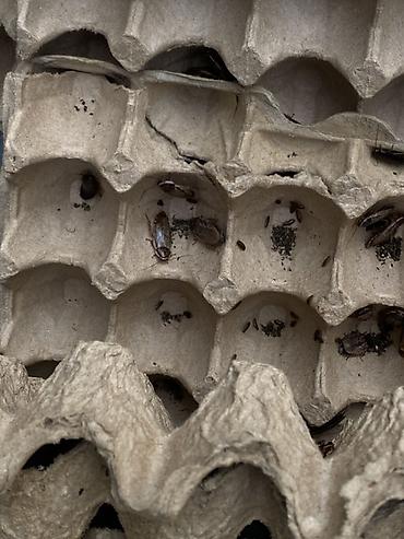 мучные черви: Тараканы мраморные (Nauphoeta cinerea) — кормовые насекомые Подходят — 1