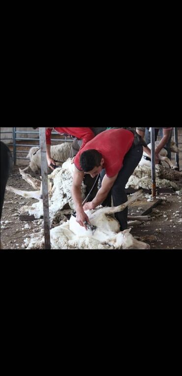 Услуги ветеринара: Стрижка овец-кой кыркабыз с выездом по области Чуй- Бишкек- уйго
