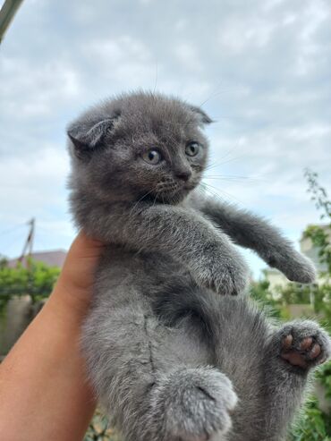 pişik cütləşdirmə: Шотладская вислоухая, Самка, В добрые руки, Самовывоз