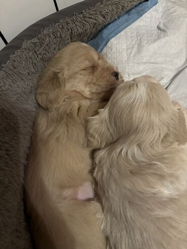 İtlər: Cins: POODLE Kiçik ölçülü, açıq krem rəngli, sıx qıvrım tüklü it — 6