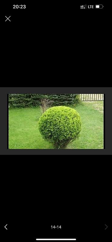 Дворники, садовники: 🌱Я Садовник приходящий раз в неделю Стрижка живой — 14