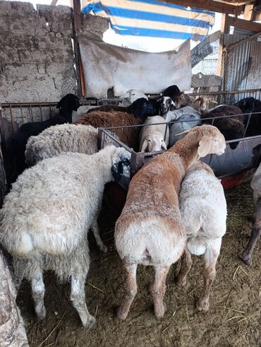 Бараны, овцы: Продаю | Овца (самка) | Для разведения | Матка — 8
