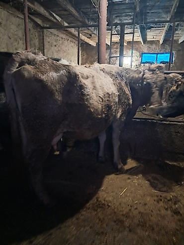 Коровы, быки: Продаю | Корова (самка) | Для молока | Привязанные — 6