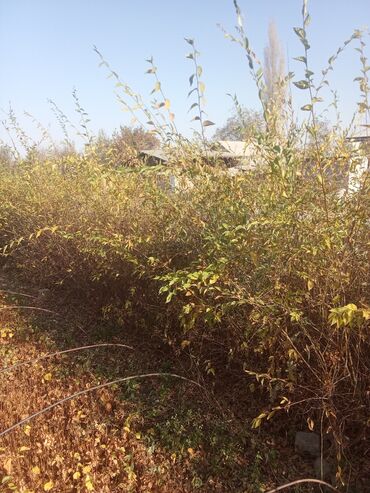 удобрения аммофос: Саженцы деревьев: Туи