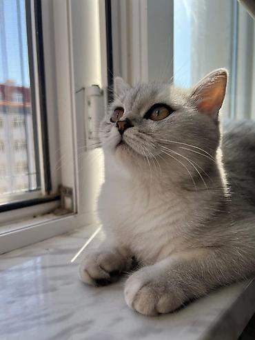 chinchilla satın al: Şinşilla, Dişi, Yaxşı əllərə, Ünvandan götürmə — 4