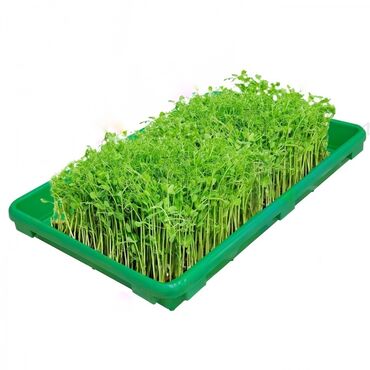 трава для животных: Поддон для гидропоники, лотки, гидропоника, поддоны, зелёный корм