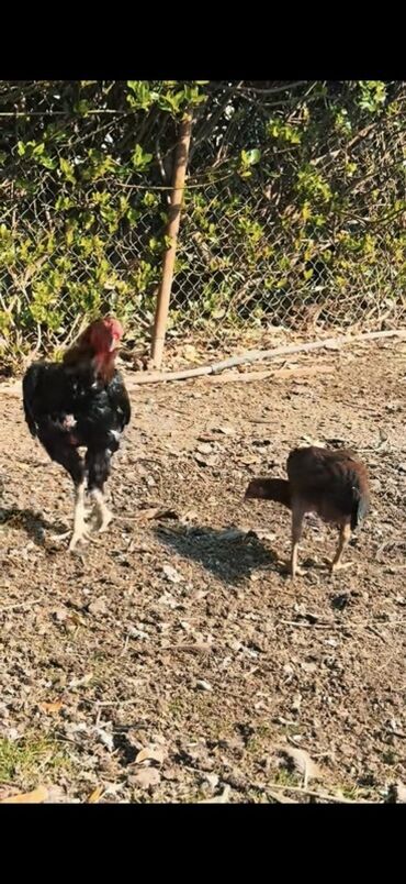 Xoruzlar: Məhsul: Uzunboyun, möhkəm ayaqlı, sərt bədən quruluşlu döyüş tipli — 9