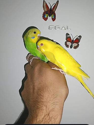 neon balığı: Satilir bala ve ələ yatqın quslar. Aktiv ve sağlamdirlar.unvan Nesimi — 2