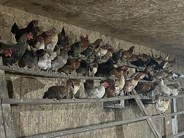 Toyuqlar: Salam. Məhsul: Azad otlaqda saxlanılan yerli toyuqlar və xoruzlar — 7