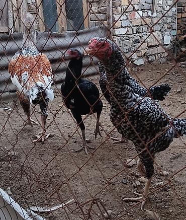 heyvan alqi satqisi: 1 Xoruz 🐓 4 toyuq pileymutdular irak sortudur qiymet hamsına ayidir — 7