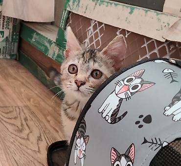 кошка купить: Кошка даром: Беспородная, 2 месяца, Девочка, Приучена к лотку — 4
