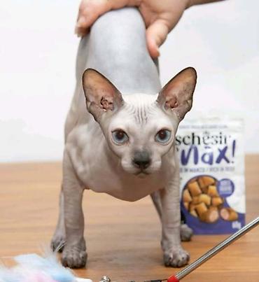 Mačke: Neobična lepota, nežan karakter i posebna povezanost – Sphynx mačke — 2