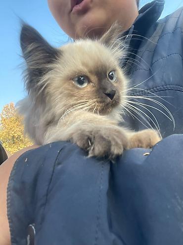 кошки свинкс: 🐱 Пушистые котята ищут новый дом! Нашли двух красивых котят — сестра — 6