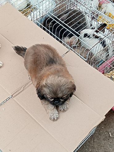 İtlər: Pekines, Sənədli — 3