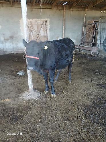 Коровы, быки: Продаю | Бык (самец) | На откорм | Привязанные — 10