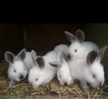 декоративные кролики: Продаются крольчата породы Калифорнийский!!!Чистокровные. Возраст