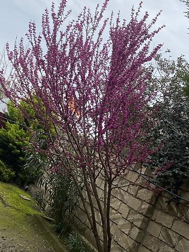 pustə ağacı satılır: Bağ üçün dekorativ ağaclar və palma - Palma ağacı (feoniks/xurma — 4