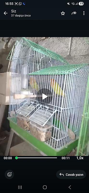 Digər quş: Məhsul: Cüt sevda quşları (lovebird) Təsvir: - Bir-birinə uyğun cüt — 7