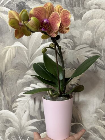 Горшки для растений: 💐Живые комнатные растения, придающие вашему дому особую уютную at lalafo.kg — 9 Горшки для растений: 💐Живые комнатные растения, придающие вашему дому особую уютную — 9