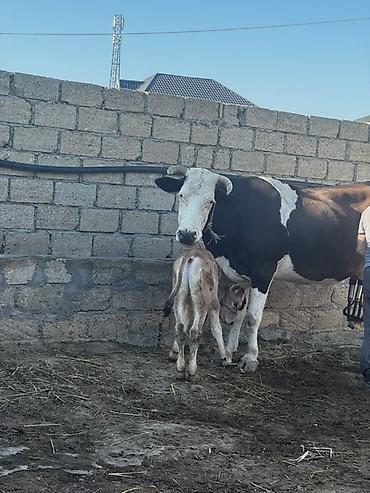 Inəklər, öküzlər: Simmental inək satılır. Balası erkəkdir. 4-cü balasıdır. Balası 2 — 3