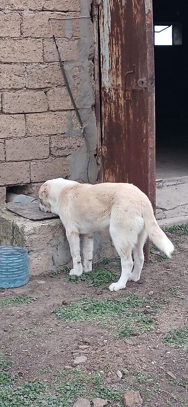 İtlər: Qurdbasar, 4 ay, Dişi — 12