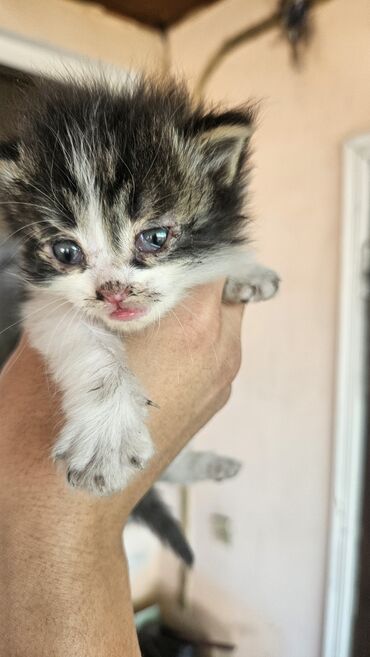 сиамские коты: Отдаем в хорошие руки. Мальчик, примерно 1 месяц. Очень ласковый