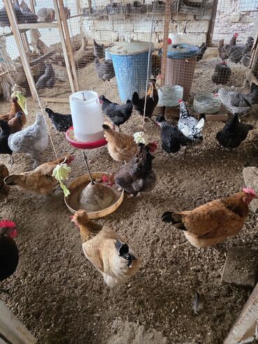 Toyuqlar: Toyuq, Damazlıq — 1