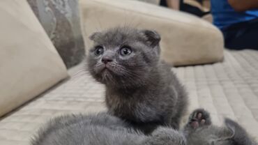 Pişiklər: Şotland yastı qulaq, Erkək, Dişi, Yaxşı əllərə, Ünvandan götürmə, Pulsuz çatdırılma, Ödənişli çatdırılma — 84