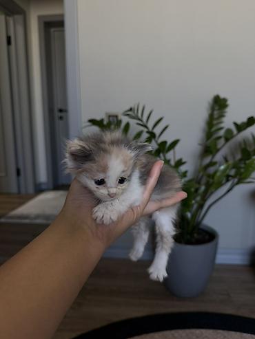 Котёнок - девочка около 4-5 недель.
Обработана и приучена к лотку at lalafo.kg Котёнок - девочка около 4-5 недель.
Обработана и приучена к лотку