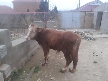 Dana, buzov: Dana, buzov, Dişi, ay: 1, 100 kq, Ətlik, Ünvandan götürmə, Ödənişli çatdırılma — 9