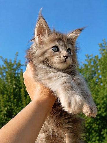 Животные: Мейн-кун, 1 месяц, Девочка, Серый — 2