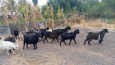 гусинное яйцо: Продаю | Коза (самка), Козёл (самец), Козлёнок | На забой, Для разведения | Племенные, Котные, Осеменитель — 3