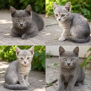 Мышыктар: Котята в добрые и ответственные руки. Помёт из четырёх котят: - — 1