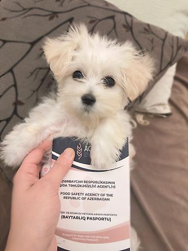 Maltipoo balası – 3.5 aylıq | Tam peyvəndli | Xarici pasportlu | Ev