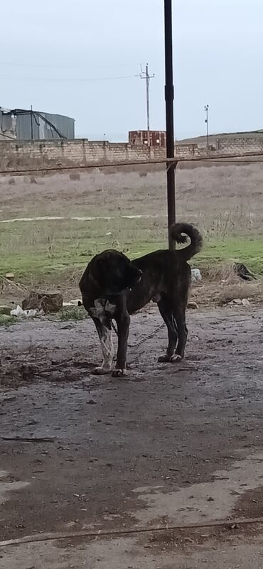 İtlər: Qurdbasar, 3 il, Erkek, Peyvəndli, Ödənişli çatdırılma — 9