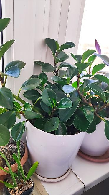 Другие комнатные растения: Распродажа!!!Комнатные растения за всё 2000 сом — 12