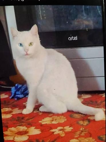 Продажа кошек: Скоттиш-фолд (шотландская вислоухая кошка). - Тип: домашний питомец — 6