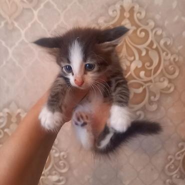 pisik şotlant: Türk anqora, Erkək, Dişi — 6