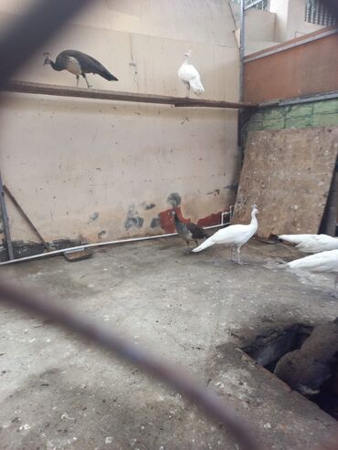 Tovuz quşları: SATILIR‼️ Gəncə ş. Göy rəngli tovuz quşları mövcuddur. Bu quşlar öz — 7