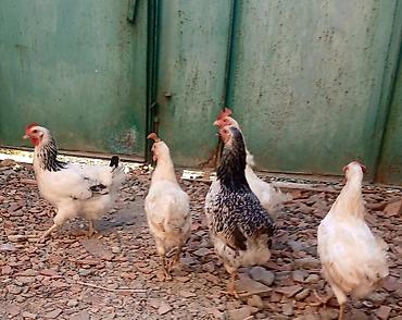 heyvan satisi tap az: Toyuq, Yumurtalıq — 8