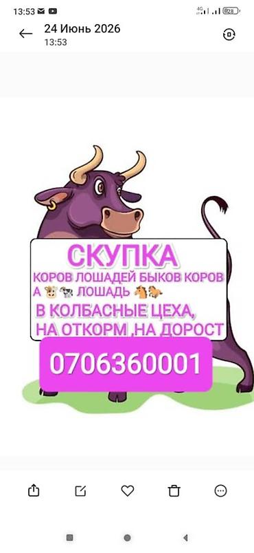 С/х животные и товары: Колбасный цех : Коровы, быки, | На откорм — 1