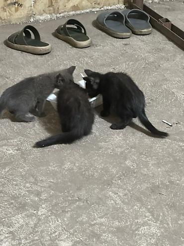 белая ангорская кошка: Котята — домашние, игривые малыши. На фото: трое котят, два чёрных и — 1