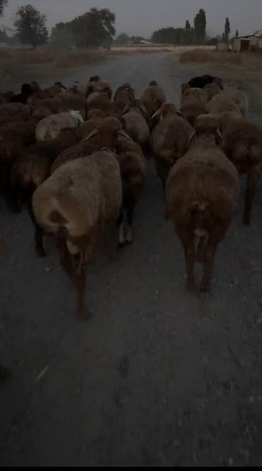 продам курей: Продаю | Баран (самец) | Для разведения | Матка — 2