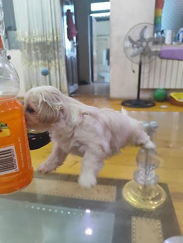 dişi pitbul: 1 ay, Dişi, Ödənişli çatdırılma — 1