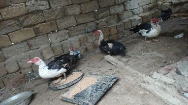 собака бу купить: Salam bele lal erkek var 25 m var 30m var disi var 16 m Kim isdese at lalafo.az собака бу купить: Salam bele lal erkek var 25 m var 30m var disi var 16 m Kim isdese