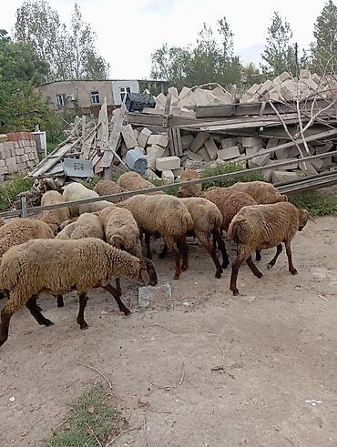 avcarka type 1: Qoyun sürüsü – ətlik və damazlıq üçün - Təsvir: Şəkillərdə qəhvəyi və — 4