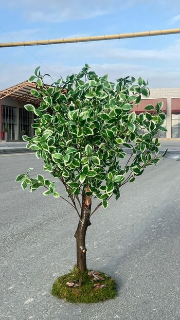 Süni güllər: Dekorativ süni ağaclar dəsti - Model 1: Varlıqlı yarpaqlı dekorativ — 19