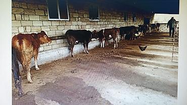 mida yasamal da ev satılır: FERMA HAZIR ISTIFADEYE YARARLI HEC BIR XERC TELEB ETMIR UMUMILIKDE 4 — 3